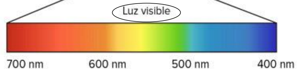 <p>De 400nm (azul) a 700nm (rojo)</p>