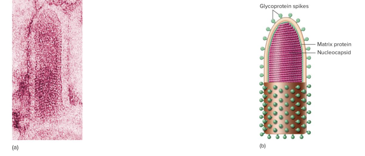 <p>Bullet-shaped zoonotic disease and commonly found in wild animals, spreads<span style="color: transparent"> </span>by bites, scratches and saliva droplets, multiplies at trauma sites and spreads to the spinal cord, salivary glands and brain</p>
