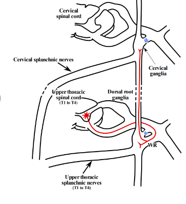 <p>-presynaptic sympathetic neurons innervating heart located in spinal cord from T1-T4</p><p>-NO presynaptic sympathetic neurons in the spinal cord superior to T1</p><p>-presynaptic sympathetic axons pass through the ventral roots, spinal nerve, and white rami communicantes from T1 to T4</p><p>-some of the presynaptic axons remain at thoracic levels while others go up the sympathetic chain to cervical levels</p>