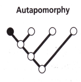 <p>a uniquely derived character state</p>