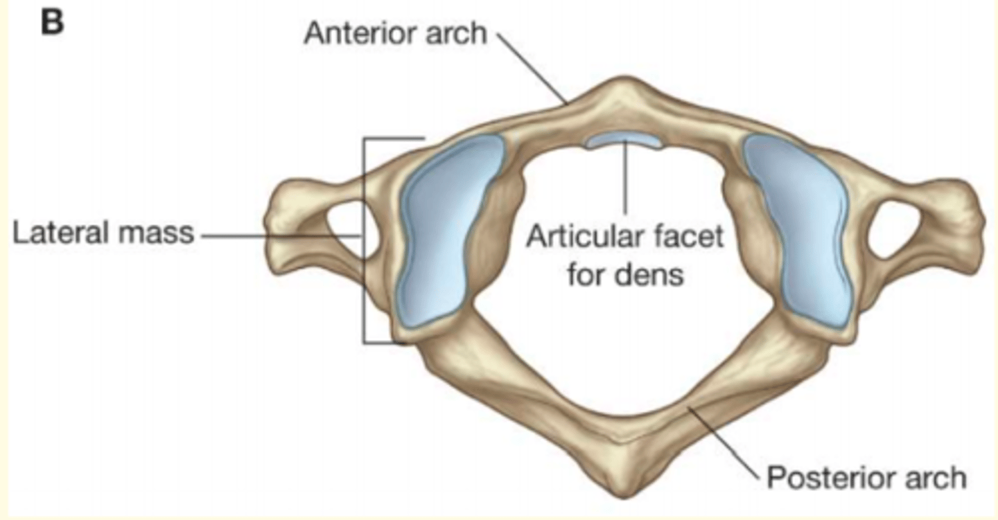 <p>1) Articulates with the skull</p><p>2) NO body </p><p>3) NO spinous process</p>