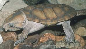 <p>Platysternidae</p>
