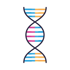 <p>DNA structure</p>