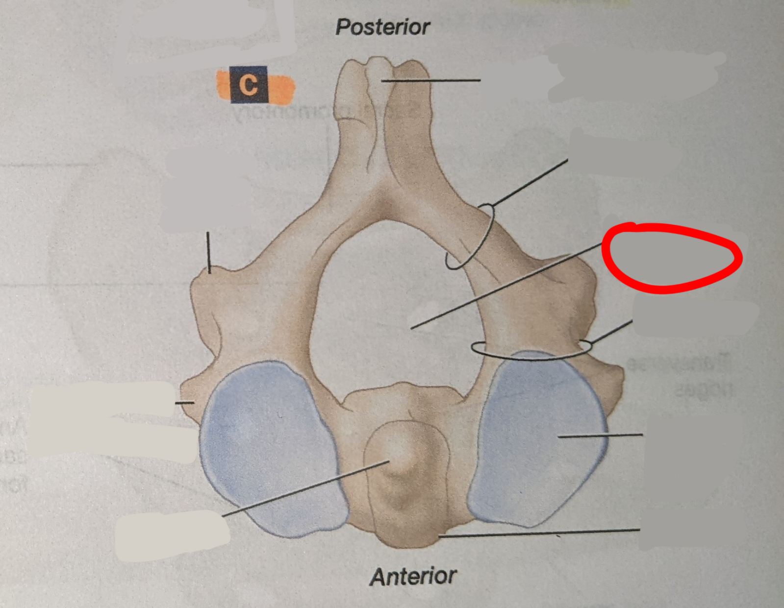 knowt flashcard image