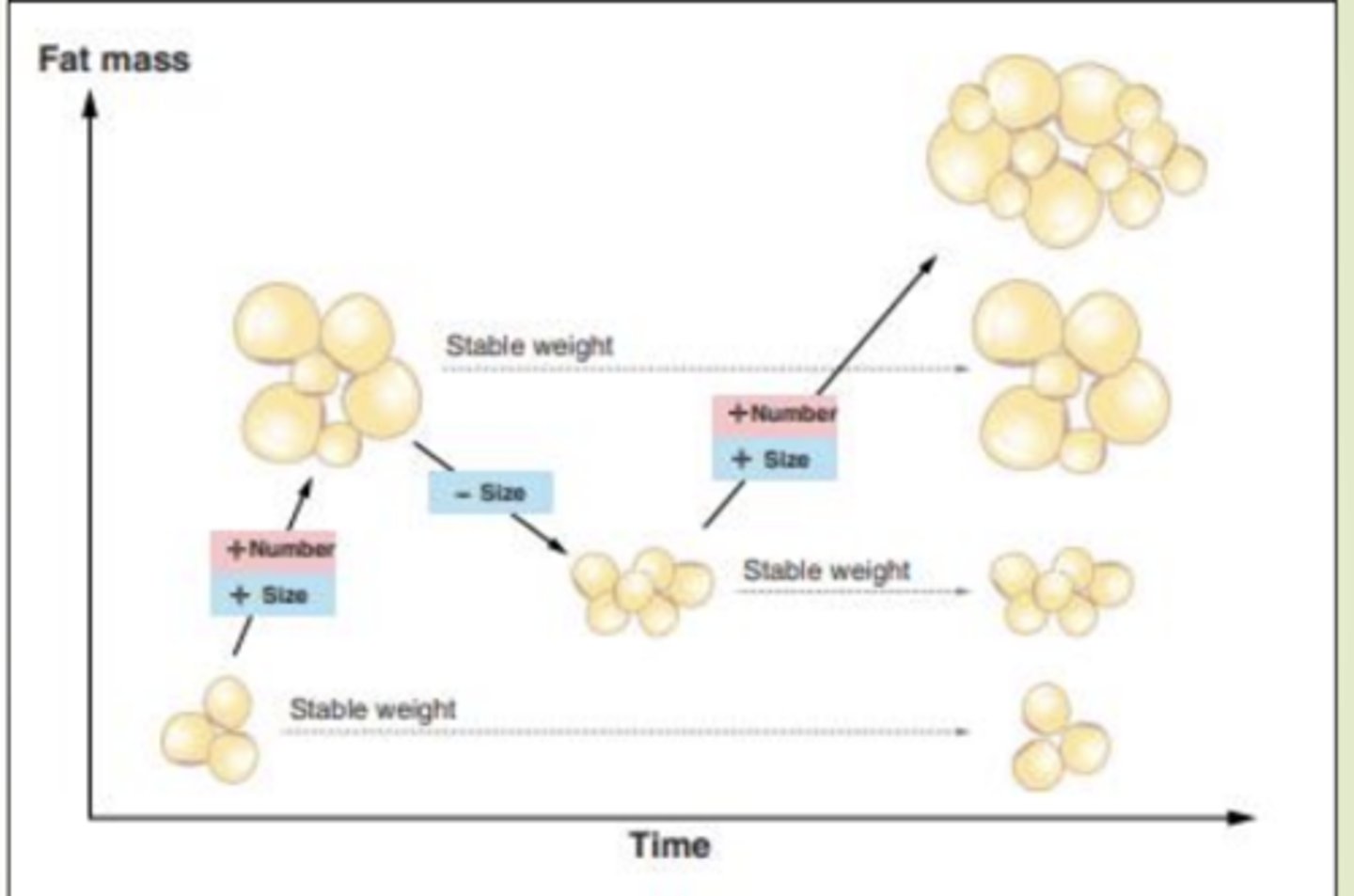 <p>Normal size = 70 microns</p><p>Signal to make more when they get to big</p>