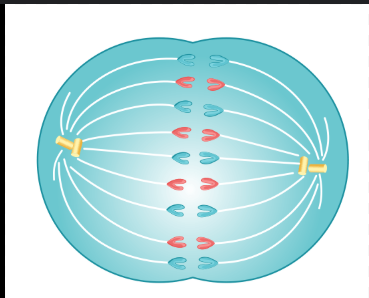 <p></p><p>Which description best describes what is happening in the diagram below?</p>