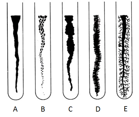 <p>Identify the following slant growths:</p>