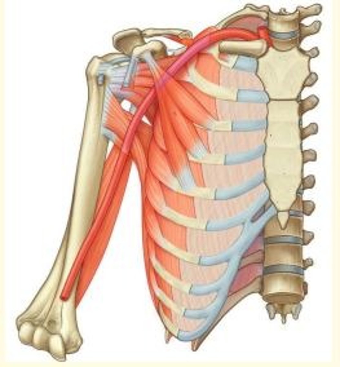 <p>Pectoralis minor</p><p>- Depresses & protracts scapula</p><p>- Divides axillary artery into 3 parts</p><p>- Innervated by medial pectoral nerve</p><p>- Attaches to ribs 3-5 and coracoid process</p>