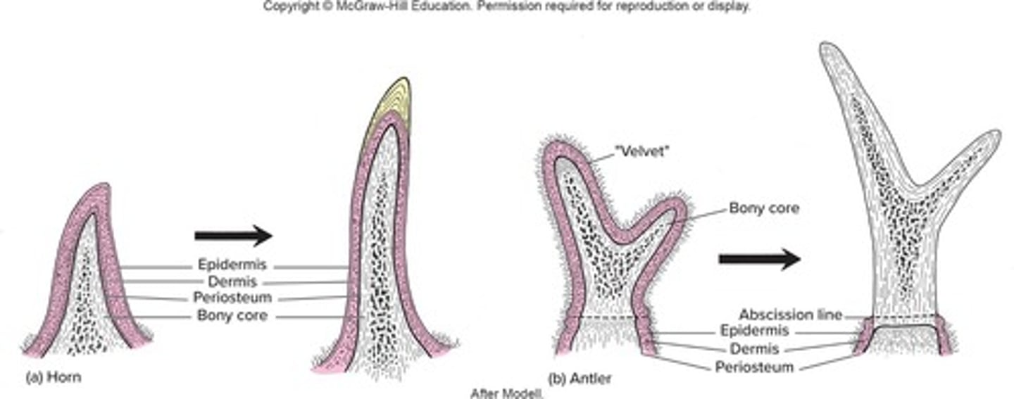 <p>Tough, cornified sheath that fits over a bony core and is never branched.</p>