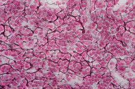 <p>A type of connective tissue composed of a network of reticular fibers and cells, providing structural support and a framework for organs such as the liver, spleen, and lymph nodes. </p>