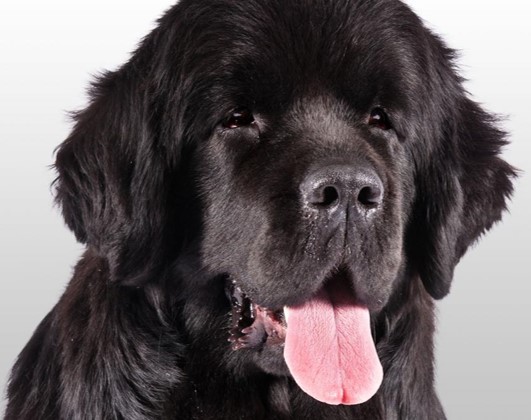 <p>Newfoundland</p>