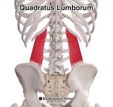 <p>quadratus lumborum (SF) action/function </p>