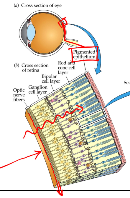 <p>refers to the orientation with regards to the inside of the eye; light passes through the inner retina to the outer where it first hits photoreceptors</p>
