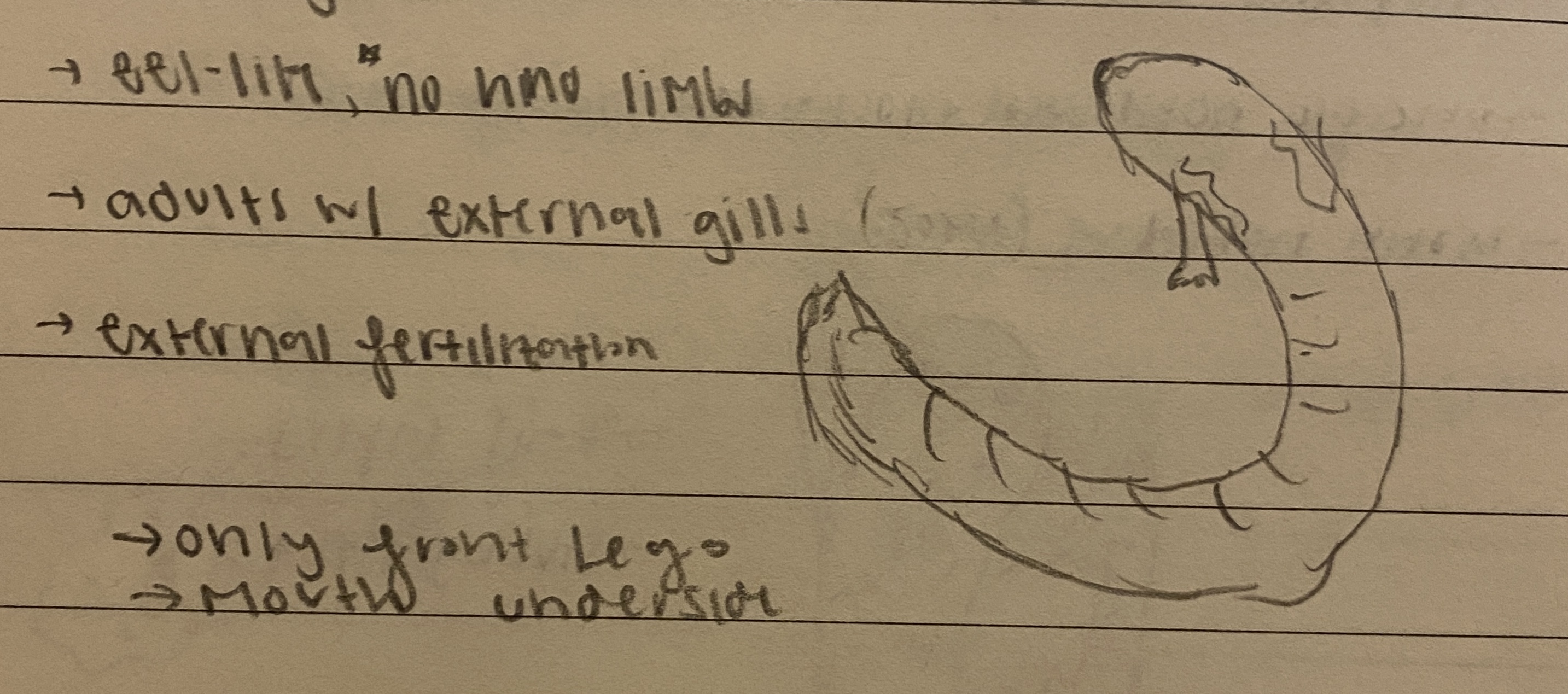 <p>5 species</p><p>Michigan, south eastern us and northeast mexico</p><p>eel-like with no hind limbs</p><p>adults have external gills</p>