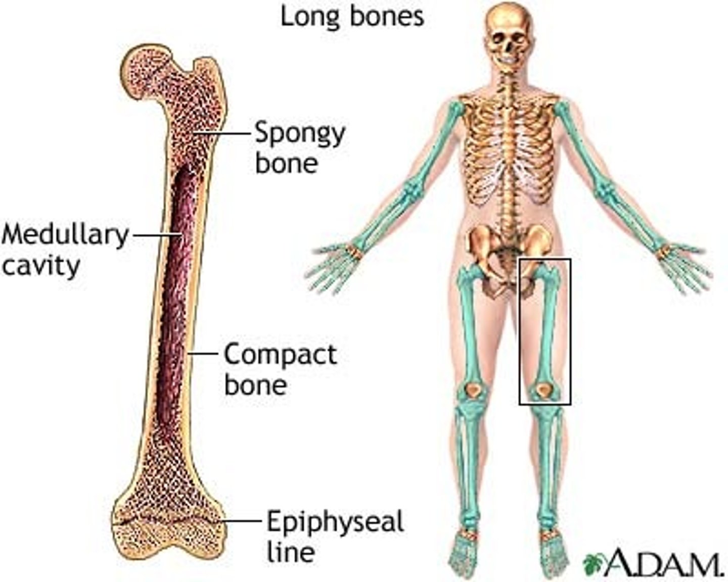 <p>Compact bone/cortex (external layer)</p>