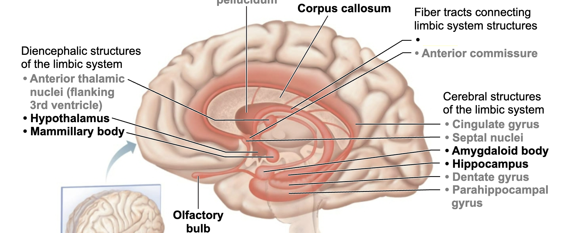 <p>What is this brain regions name and function?</p>