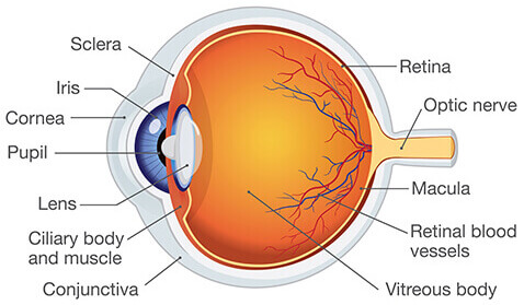 <p>Holds photoreceptors</p>