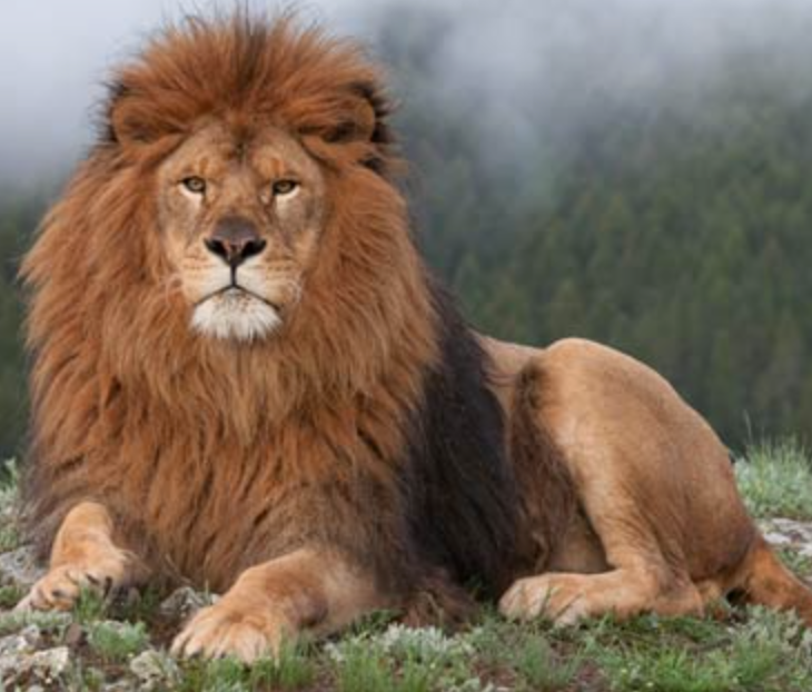 <p>Apex predator</p>