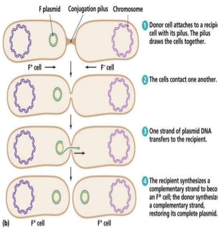 <p>a “donor” cell forms a pilus that can attach it to a “recipient” cell</p><p>it can then transfer a copy of a plasmid (or even parts of the chromosome) to the recipient cell</p>