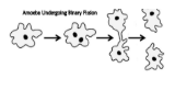 <p>Binary Fission</p>