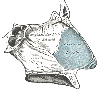 <p>The septal cartilage is made up of </p><p>a. Elastic cartilage</p><p>b. Hyaline cartilage</p><p>c. Fibrocartilage</p><p>d. Collagen cartilage</p>