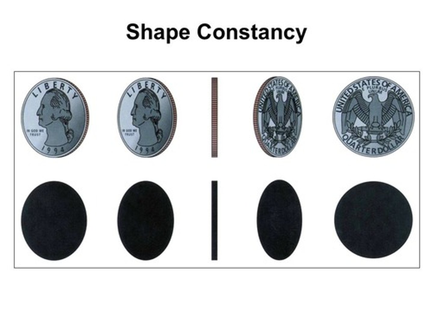 <p>Shape constancy is the tendency to perceive an object as the same shape even as the object projects a different shape to our retina.</p><p>Ex) As the quarter changes in position, its shape can change from a circle to a rectangle, however, no matter what its shape looks like, we always associate the quarter to a circle.</p>
