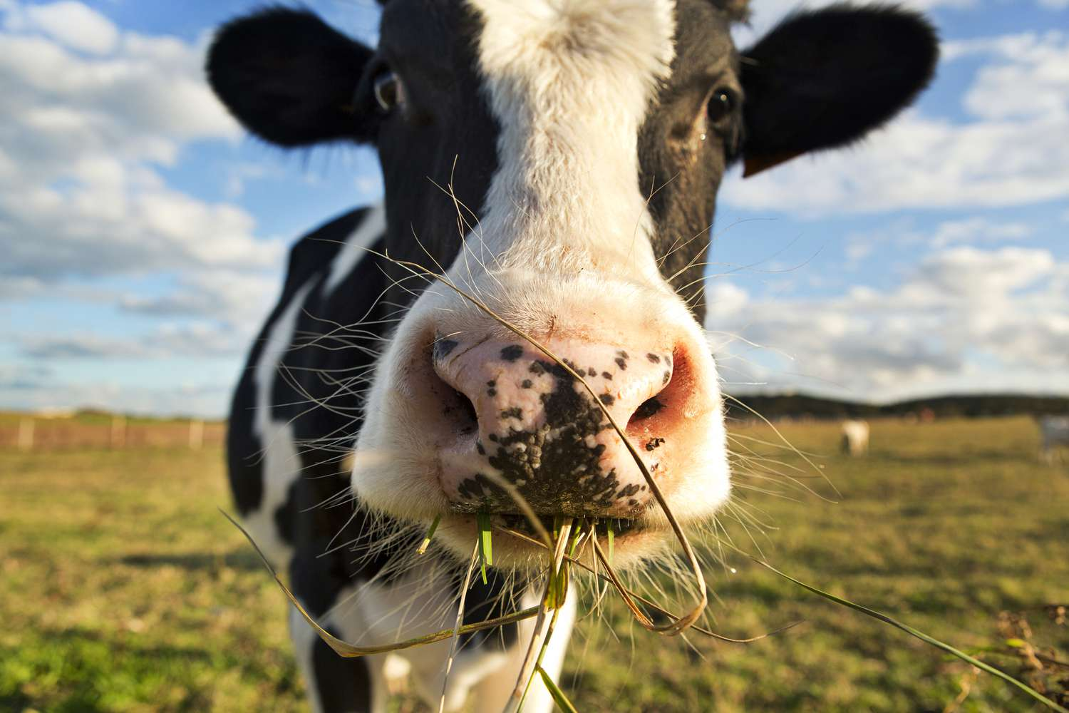 <p>be Herbivorous</p>
