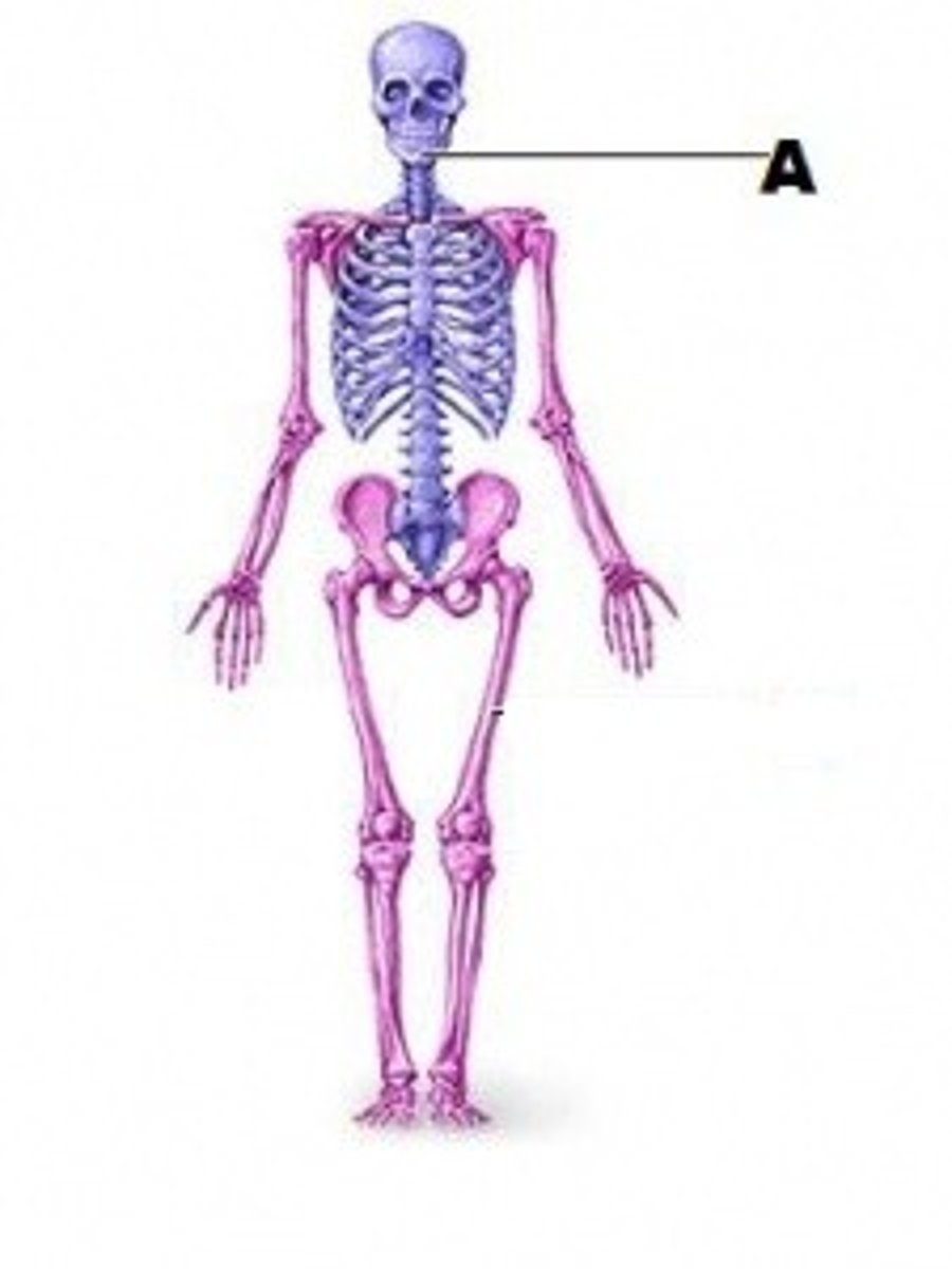 <p>consist of head, neck and trunk</p>