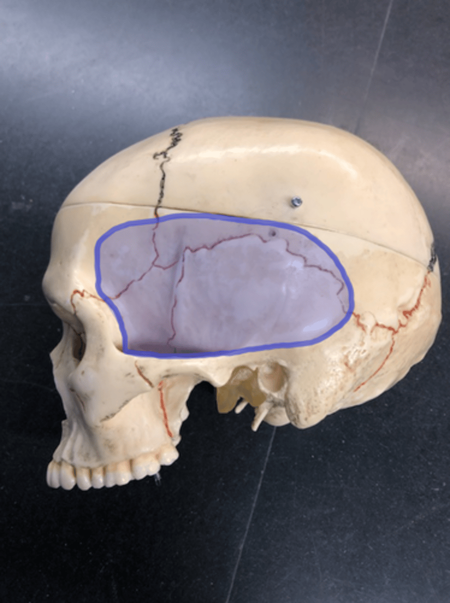 <p>Depression that includes 4 bones; "rubbing your temples"</p>