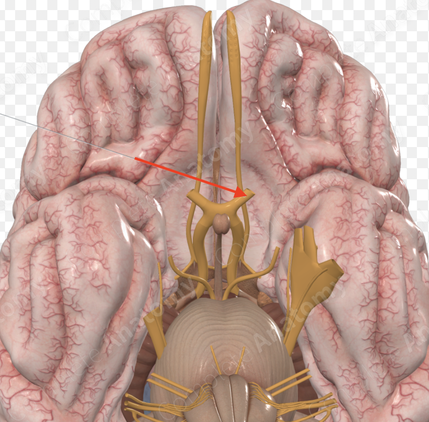 <p>Transmits electrical impulses from the eyes to the brain</p>