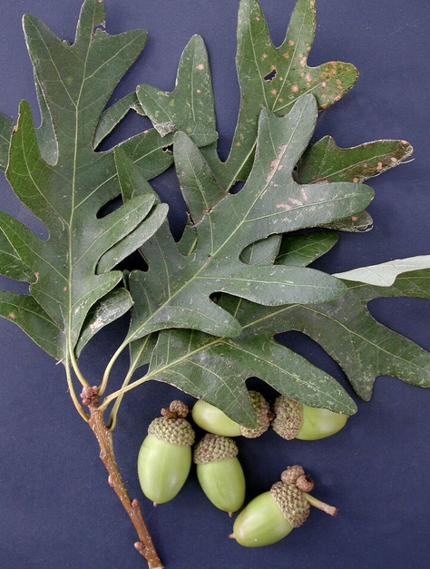 <p><em>Quercus alba</em></p><ul><li><p><strong>lobed leaves with rounded edges</strong></p></li><li><p>no bristles</p></li><li><p>post falls under this</p></li><li><p><strong>shaggy bark especially in middle</strong></p></li><li><p>important for wildlife</p></li></ul><p></p>