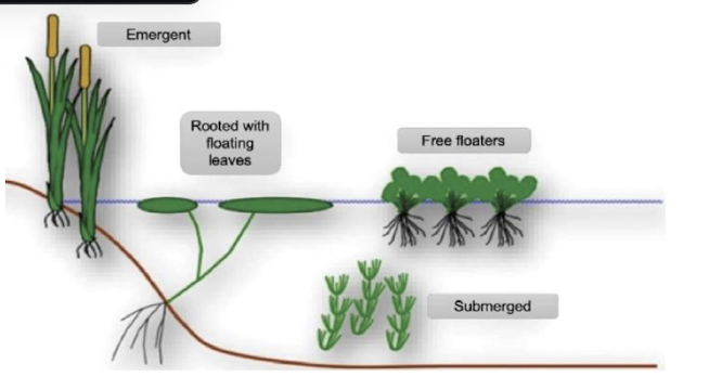 <p>producers in aquatic ecosystems</p><p>flowering plants, mosses, and liverworts</p><p>no gymnosperms</p><p>slow flowing, shallow ecosystems mainly for light</p><p>includes emergent, rooted, free floaters and submerged</p>
