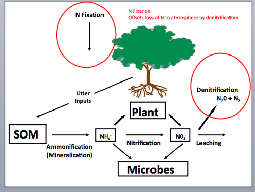 <p>The process by which fungal and bacterial decomposers break down the organic matter found in dead bodies and waste products and convert these organic compounds back into inorganic compounds, such as inorganic ammonium (NH4+)</p>