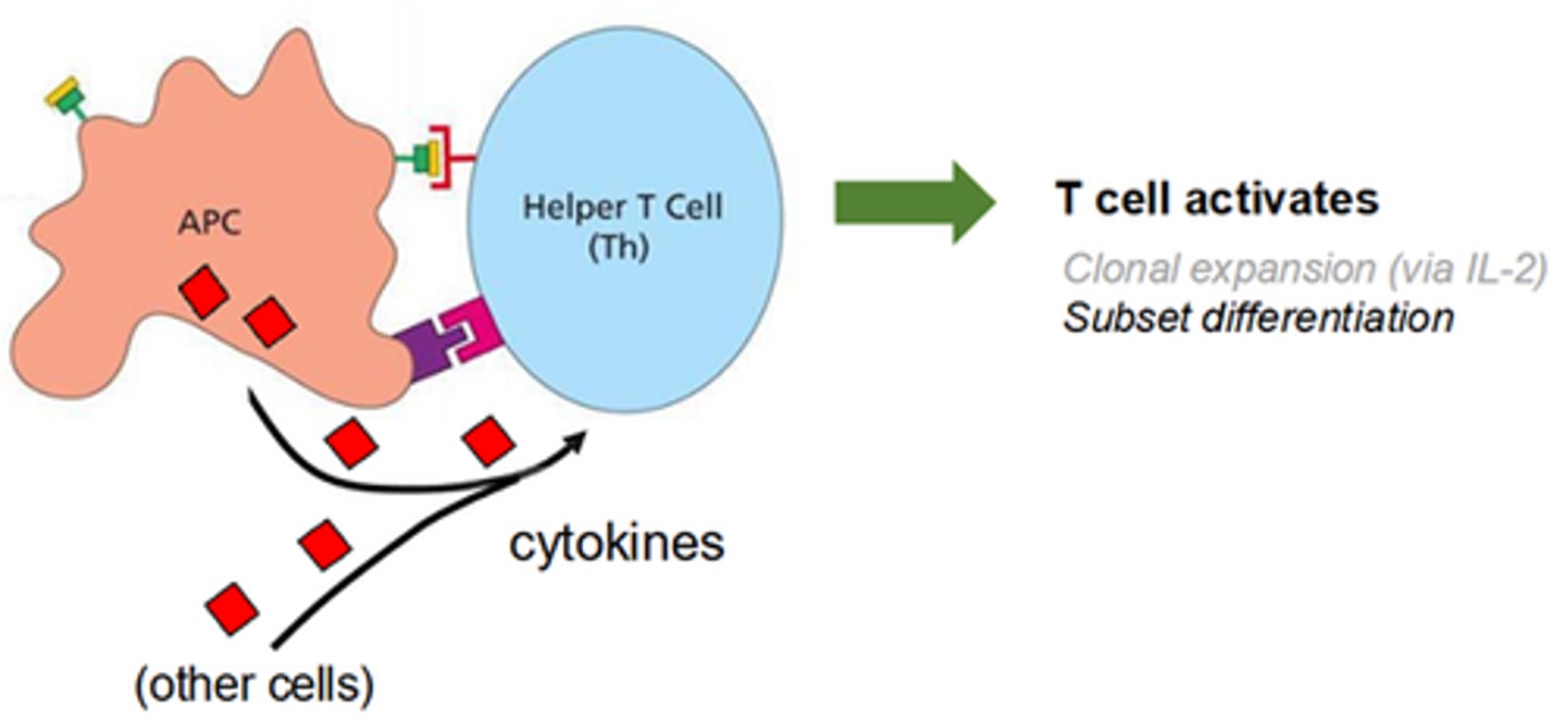 <p>usually given by cytokines-- tells the T cell the infection type (eg bacteria, virus, parasite etc), and this which subset to differentiate into</p>