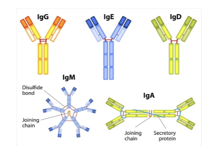 <p>What regions do antibody shape depend?</p>