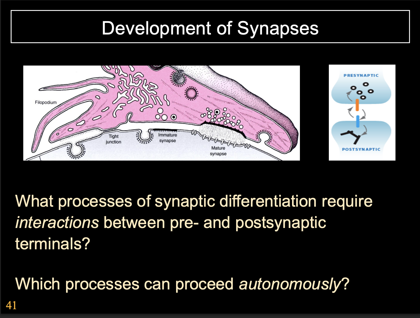 <p>Summary of Autonomous vs requirment for pre and post synaptic signalling</p>
