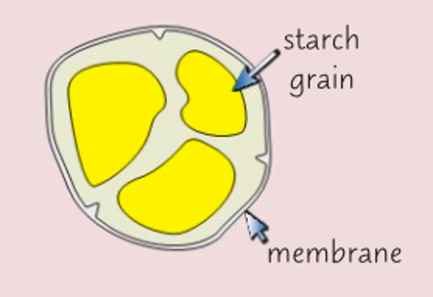 <p>-starch storage and synthesis</p><p>- gravitropism</p>
