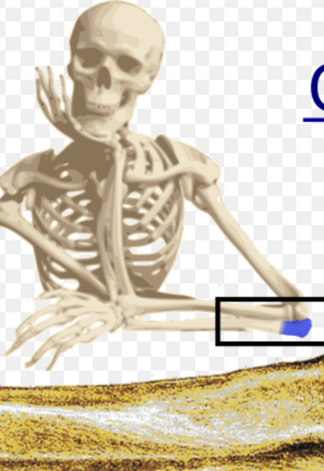 <p><span style="font-family: Google Sans, Roboto, Arial, sans-serif"><strong>on the ulna that forms the tip of the elbow</strong></span></p>