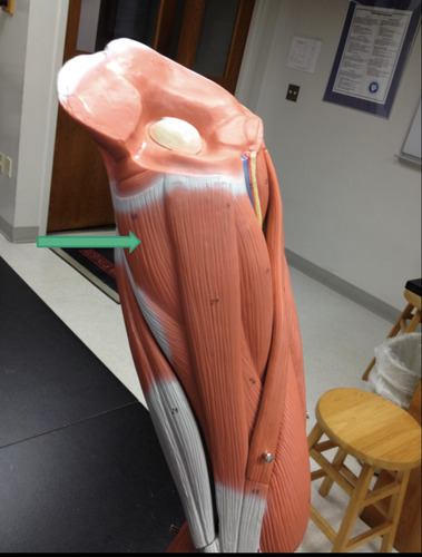 adducts thigh