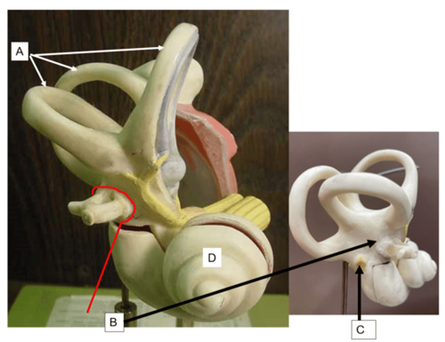 <p>What is the arrow of the letter D pointing to?</p>