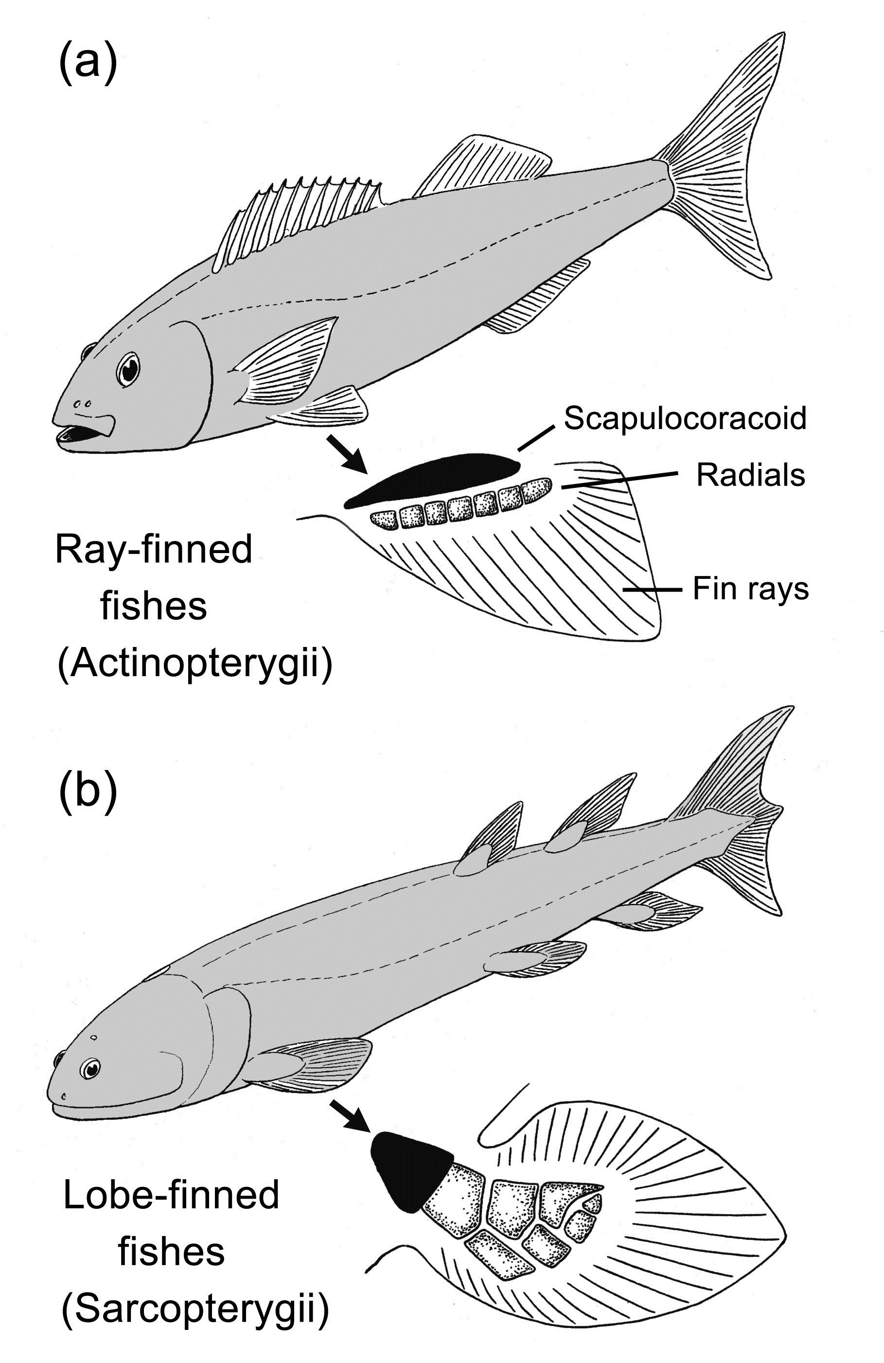 <p><strong>Sarcopterygii </strong></p><ul><li><p>Lobe-finned</p></li><li><p>Fins monobasal with internal bony elements (mesomeres) and muscles external to the body wall, giving them a fleshy, stalk-like appearance </p></li><li><p>Cosmoid scales in early members </p></li></ul><p></p><p><strong>Actinopterygii</strong></p><ul><li><p>Ray-finned</p></li><li><p>Endoskeleton, where muscles barely extend onto the fin (if at all)</p></li><li><p>Ganoid scales in early members; most modern species have reduced, thin elasmoid scales</p></li></ul><p></p>
