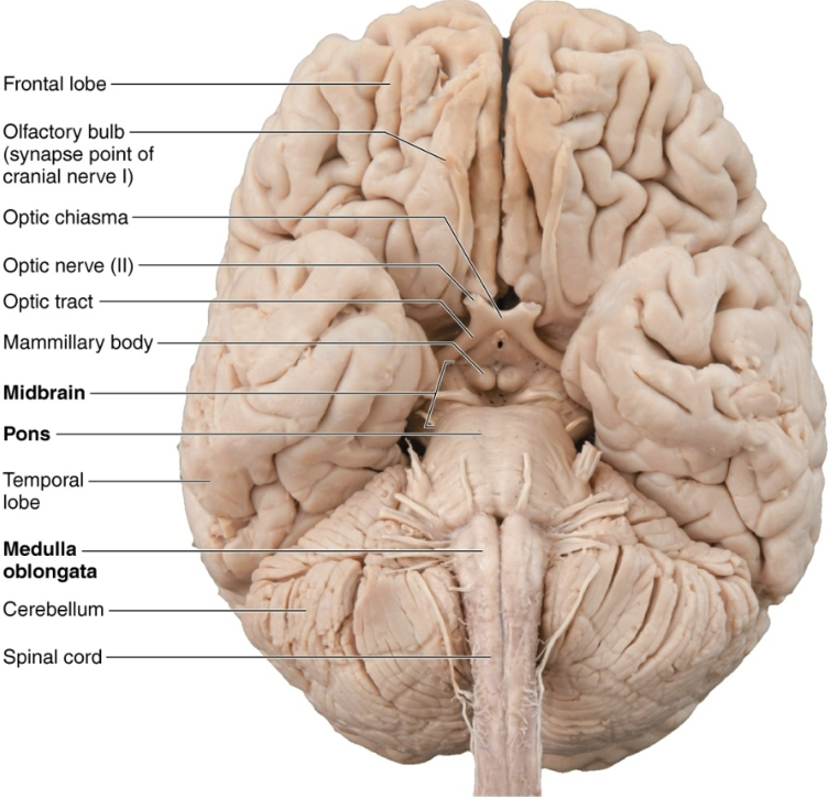 <p><code>Brain Stem (1/3)</code></p><ul><li><p><strong>STRUCTURE</strong></p><ul><li><p>Midbrain nuclei scattered throughout <span style="color: blue"><strong>white matter</strong></span> include:</p><ul><li><p><strong>Substantia nigra</strong> → functionally linked to basal nuclei</p><ul><li><p><span style="color: green"><strong>Parkinson’s disease is degeneration of this of this area</strong></span></p><p></p></li></ul></li></ul></li></ul></li></ul><p></p>