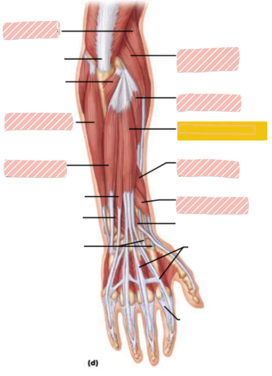 <p><span>Posterior arm</span></p>