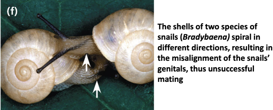 <ul><li><p>physical incompatibility of reproductive parts; mating is attempted, but morphological differences prevent its successful completion</p></li></ul><p></p>
