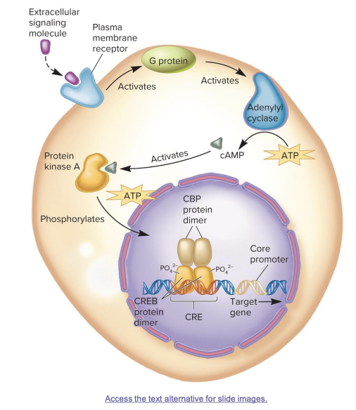 <ul><li><p class="">A <strong>signal molecule</strong> (like a hormone) binds to a <strong>membrane receptor</strong>, activating a <strong>G protein</strong>.</p></li><li><p class="">The <strong>G protein</strong> activates <strong>adenylyl cyclase</strong>, which makes <strong>cAMP</strong> from ATP.</p></li><li><p class=""><strong>cAMP</strong> activates <strong>protein kinase A (PKA)</strong>.</p></li><li><p class=""><strong>PKA enters the nucleus</strong> and <strong>phosphorylates</strong> the <strong>CREB protein</strong>.</p></li><li><p class=""><strong>Phosphorylated CREB</strong> binds to <strong>CBP</strong> (a coactivator) and activates <strong>transcription</strong> of the target gene at the <strong>CRE site</strong>.</p></li></ul><p></p>