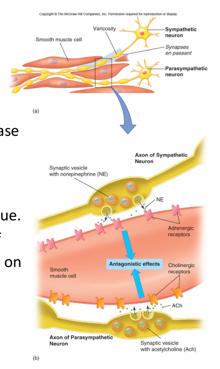 <ul><li><p>most postgang SD neurons release norepinephrine/epinephrine </p></li><li><p>adrenergic receptors are also G-protein linked, activate second messenger cascades in the target tissue </p></li><li><p>responses depend on type of adrenergic receptor (alpha/beta) located on target organs </p></li></ul><p></p>