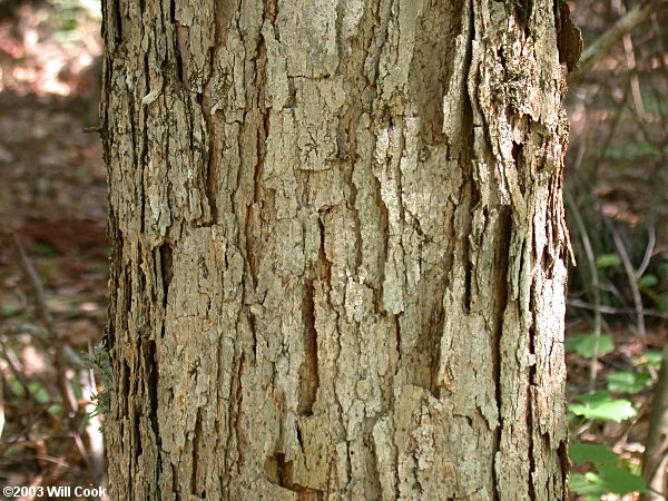 <p>loose bark ashy gray, squared top/down peeling, no bristle tip on leaves, dark brown low tanin acorns, toothed simple leaves, lenticels Buds: many overlapping scales, like a little pinecone pointy egg shape</p>