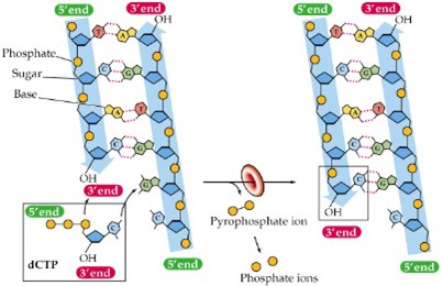 <p><span style="font-family: Calibri, sans-serif">Catalyzes the addition of complementary nucleotides to the 3’-OH of the newly made strand</span></p><p><span style="font-family: Calibri, sans-serif">Synthesizes in the 5’</span>→<span style="font-family: Calibri, sans-serif"> 3’ direction ONLY</span></p>