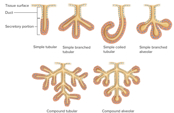<p><strong>tubular gland: </strong>consist of epithelial-lined tubes </p><p><strong>alveolar gland: </strong>terminal portions that may branch or coil (form sac-like filations) </p>