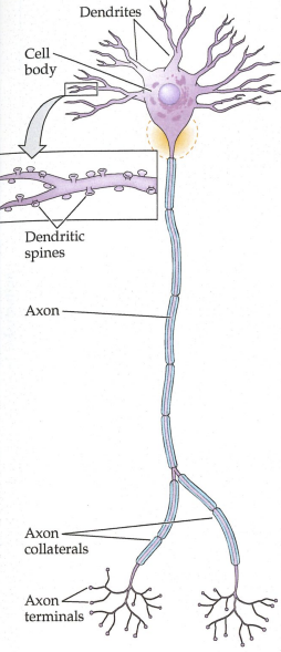 <p>Neurons “nerve cells”</p>
